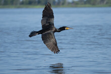 Great Cormorant - Phalacrocorax Carbo, Black Shag, Great Black Cormorant  In Flight Over Water With Spread Wings. Phot From Szczecin Lagoon In Poland.