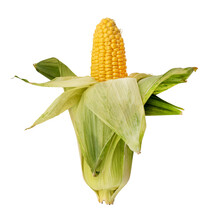 Corn In The Skin On A White Background. Cob Of Corn Close Up