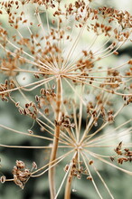 Dried Wild Flower Close Up In Nature. Dill Inflorescences Plant With Blurred Background Selective Focus. Toned. Botanical Poster
