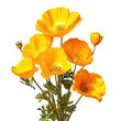 Bright flowers of Eschscholzia californica a flowering plant in the Papaveraceae family are brilliant