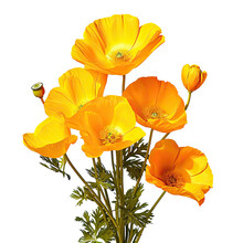Bright Flowers Of Eschscholzia Californica A Flowering Plant In The Papaveraceae Family Are Brilliant