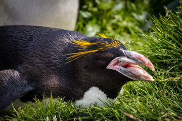 Wall Mural - penguin on the rocks