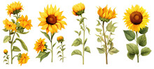 A Collection Sunflowers Flowers Isolated On A Transparent Background