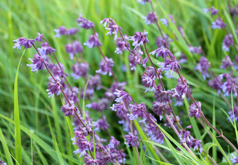 Sticker - In nature, the blooms Salvia verticillata