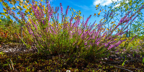 Poster - flowering Calluna vulgaris, common heather, ling, simply heather