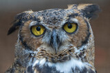 Fototapeta Zwierzęta - great horned owl