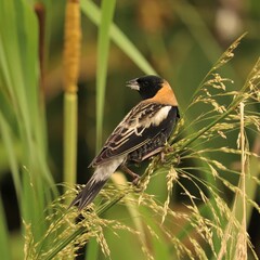 Wall Mural - Beautiful Bobolink at Sweetwater Wetlands Park Gainesville Florida