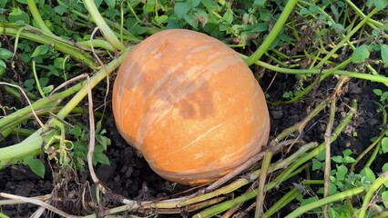 Wall Mural - A round very large heavy orange pumpkin was growing in the field in green foliage. A ripe fresh pumpkin grew in the garden. Vegetables in the garden, pumpkin harvest. Halloween pumpkin