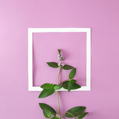 Creative layout made of medicinal mint on light purple background with frame. Spring minimal concept.