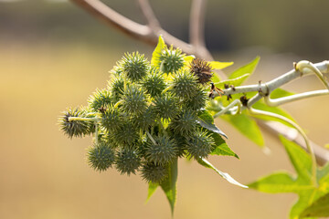 Wall Mural - Green Castor Bean Plant