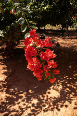 Canvas Print - ornamental plant flowers