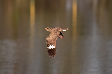 Wall Mural - Animal Nacunda Nighthawk in fly