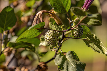 Sticker - Metel Devil Trumpet Fruit Plant