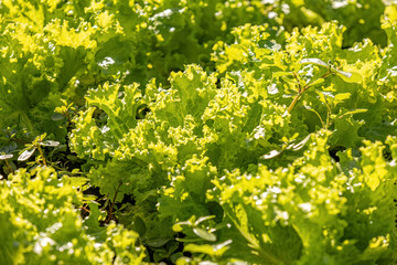 Canvas Print - plant lettuce vegetable