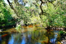 Hillsborough River State Park At Tampa, Florida	