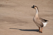 Selective Focus On Swan Goose.Swan Goose Is On Brown Background.