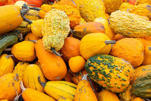 Fall Harvest Pile Of Ornamental Colorful Gourds And Pumpkins