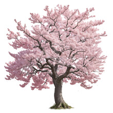 Sakura ( Japanese Cherry Tree ) In Full Bloom Isolated On A Transparent Background. 