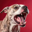 An angry dog with narrowed eyes and bared teeth showing aggression against a red pastel background.