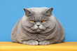 A smirking British Shorthair with round golden eyes on a light blue background, showcasing its impeccably groomed blue-gray coat.