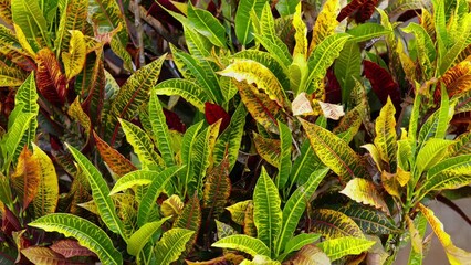 Wall Mural - Variegated Croton Plant