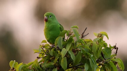 Poster - Yellow chevroned Parakeet