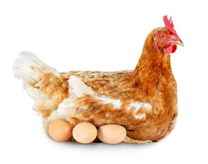 Wall Mural - one red laying hen hatching eggs isolated on white