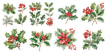 Watercolor Holly Plant Flower Clipart For Graphic Resources