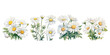 watercolor daisy clipart for graphic resources