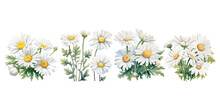 Watercolor Daisy Clipart For Graphic Resources