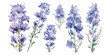 watercolor larkspur flower clipart for graphic resources