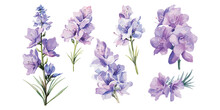 Watercolor Larkspur Flower Clipart For Graphic Resources