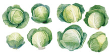 Watercolor Cabbage Clipart For Graphic Resources