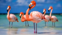 Pink Flamingo Stands In The Sea