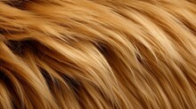 Lion Fur Background Texture 
