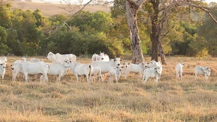 Canvas Print - nelore cattle on dry pasture