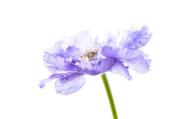 Poster - Violet wildflower isolated on white background