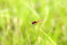 Nannophya Pygmaea, Known Variously As The Scarlet Dwarf, Northern Pygmyfly, Or Tiny Dragonfly, Is A Dragonfly Of The Family Libellulidae. This Photo Was Taken In Japan.