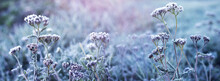 Frost-covered Plants In A Meadow Against A Blurred Background