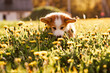 Little cute corgi puppy walking on grass where dandelions grow. Baby dog explore flowers. Fluffy pet travel outside.