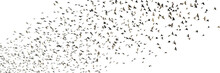 Starlings, Group Of Birds Isolated On Transparent Background Banner