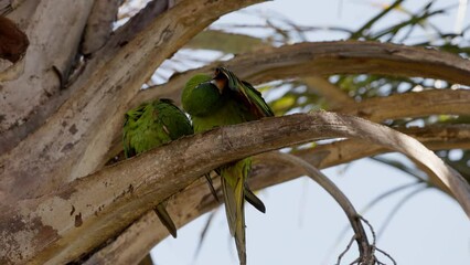 Poster - Adult Red shouldered Macaw