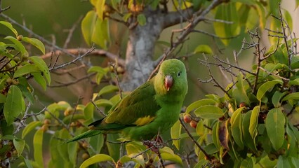 Poster - Yellow chevroned Parakeet