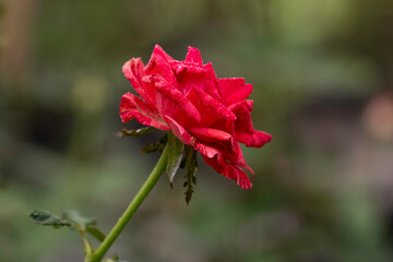 Wall Mural - Close up beautiful red rose in garden