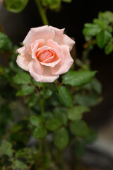 Wall Mural - Close up beautiful pink rose in garden