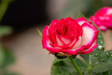 Wall Mural - Close up beautiful red rose in garden