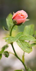 Wall Mural - Close up beautiful pink rose in garden