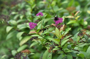 Poster - hornet on flower