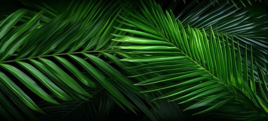 Wall Mural - Leaf minimal summer plant texture wallpaper banner panorama illustration - Closeup of tropical palm tree laeves (Generative Ai)