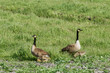 Canadian geese, branta canadensis, with three young goslings in tall grass